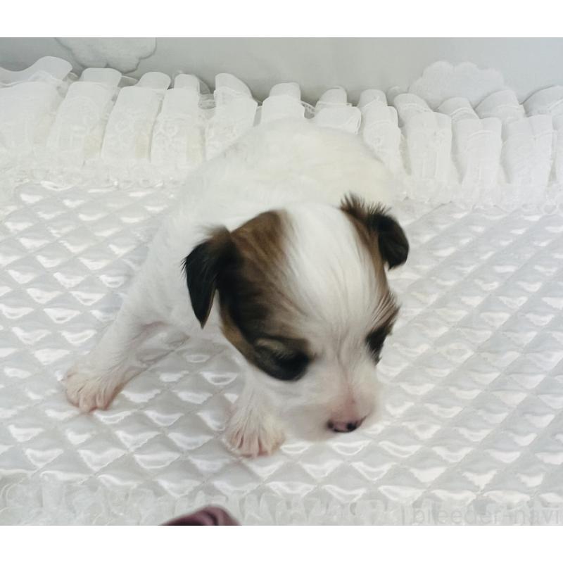 販売中の埼玉県のパピヨン-429644の4枚目