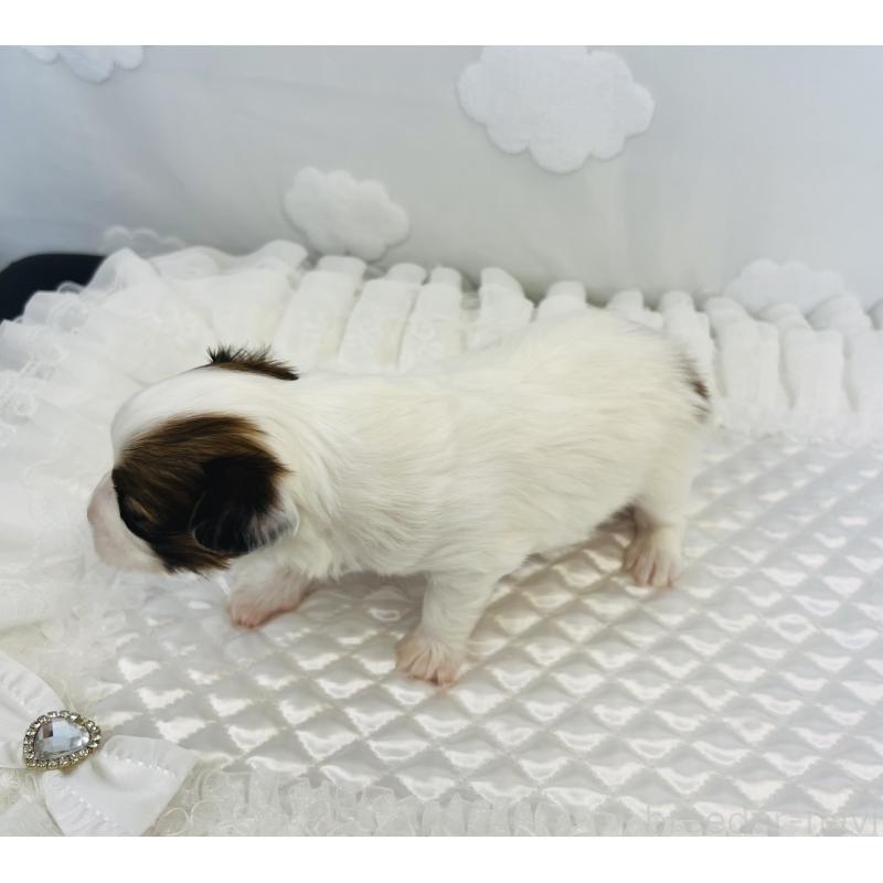 販売中の埼玉県のパピヨン-429644の3枚目