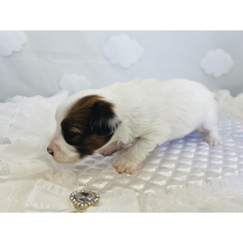 販売中の埼玉県のパピヨン-429644の2枚目