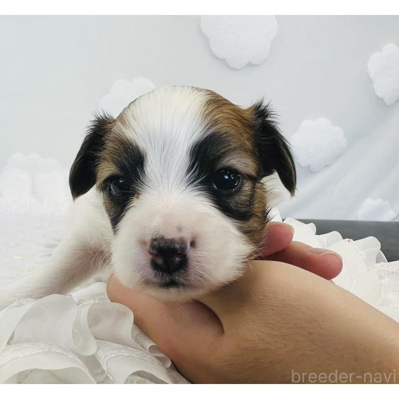 販売中の埼玉県のパピヨン-429645の8枚目