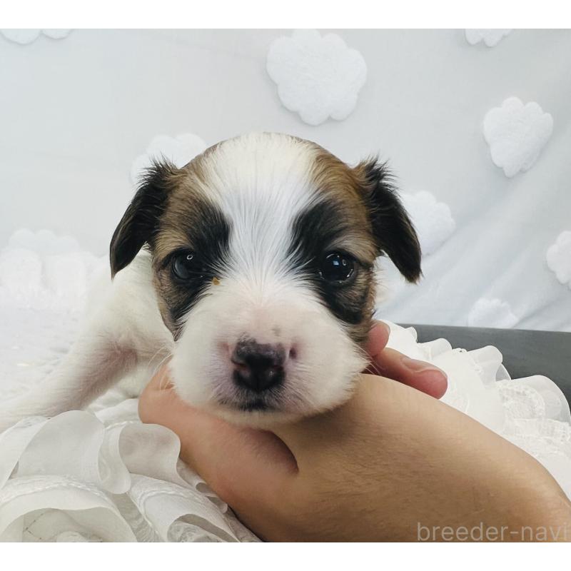 販売中の埼玉県のパピヨン-429645の7枚目