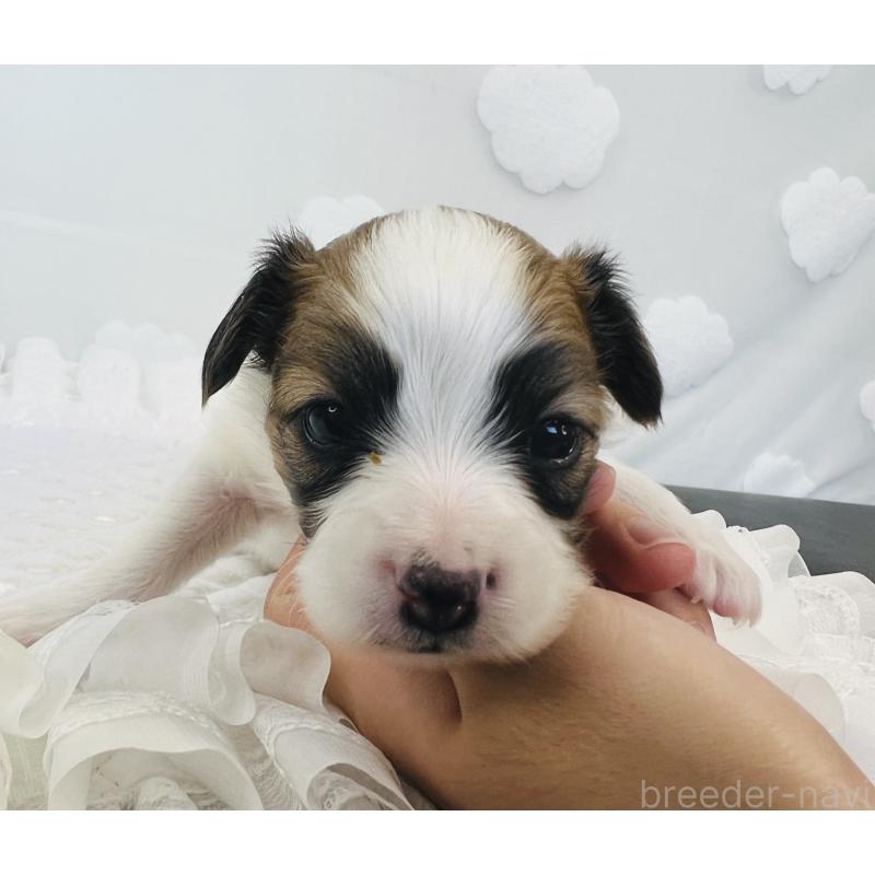 販売中の埼玉県のパピヨン-429645の6枚目