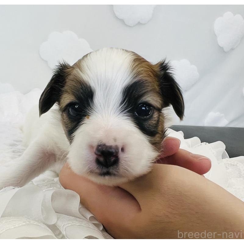 販売中の埼玉県のパピヨン-429645の5枚目