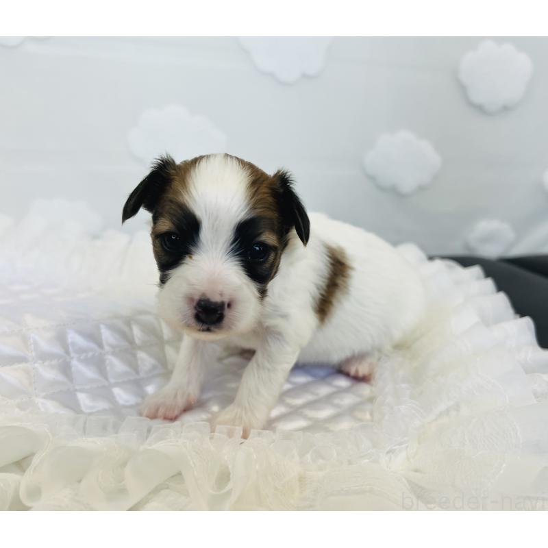 販売中の埼玉県のパピヨン-429645の4枚目