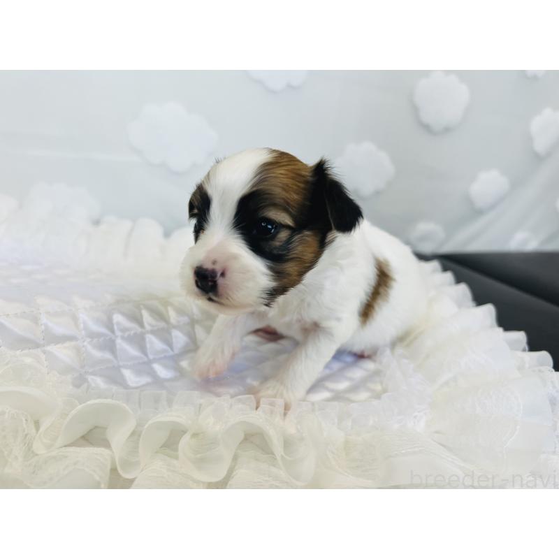 販売中の埼玉県のパピヨン-429645の3枚目