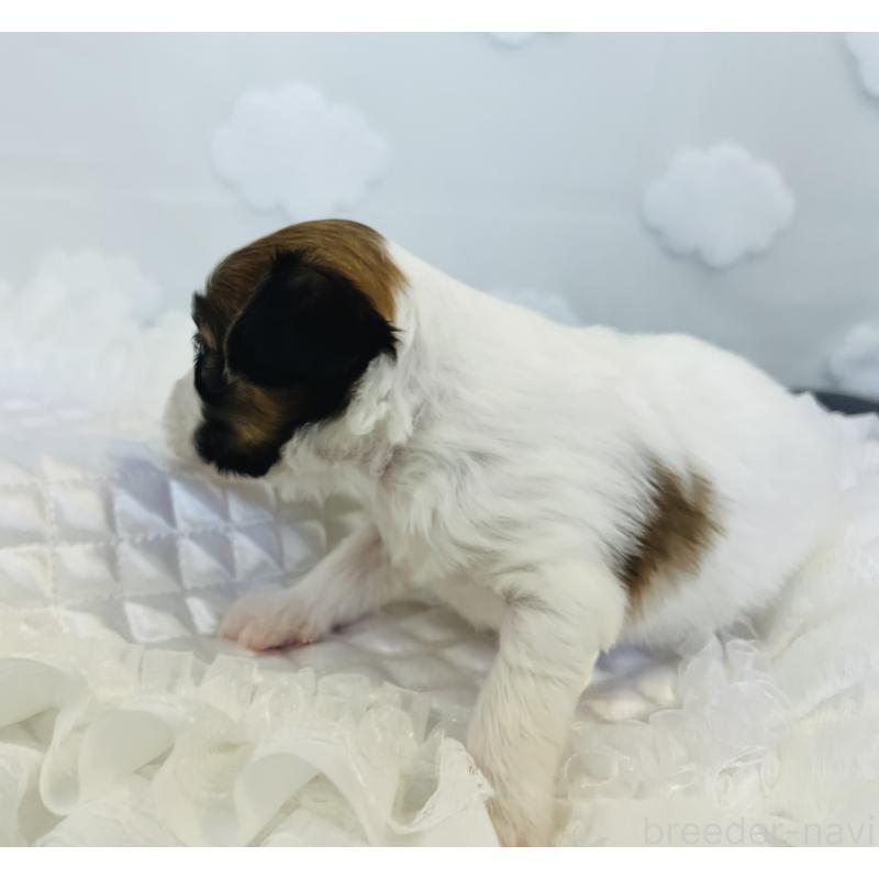 販売中の埼玉県のパピヨン-429645の2枚目