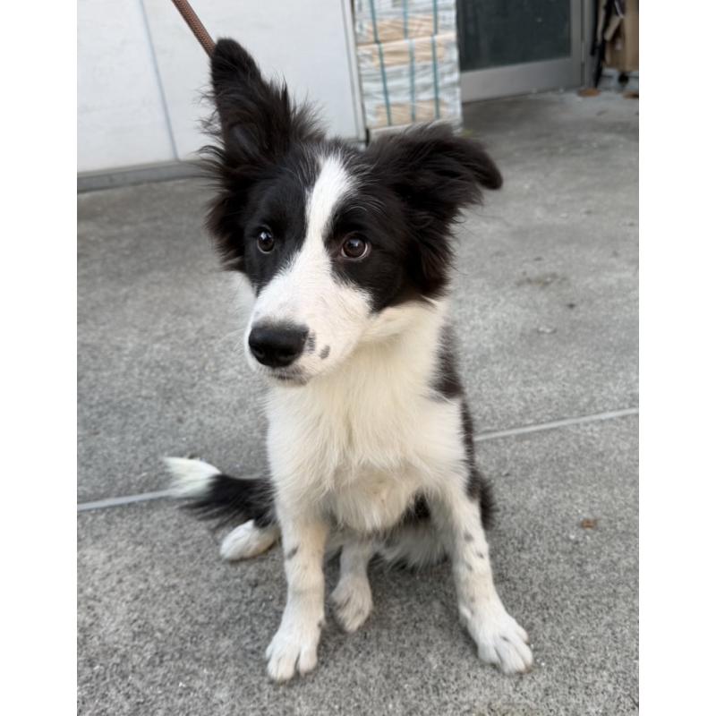 販売中の東京都のボーダーコリー-407667の3枚目