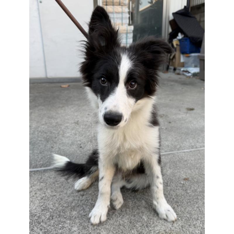 販売中の東京都のボーダーコリー-407667の2枚目