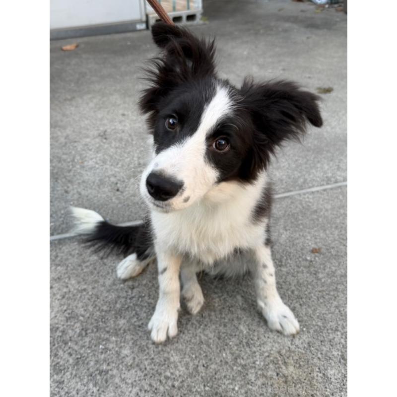 販売中の東京都のボーダーコリー-407667