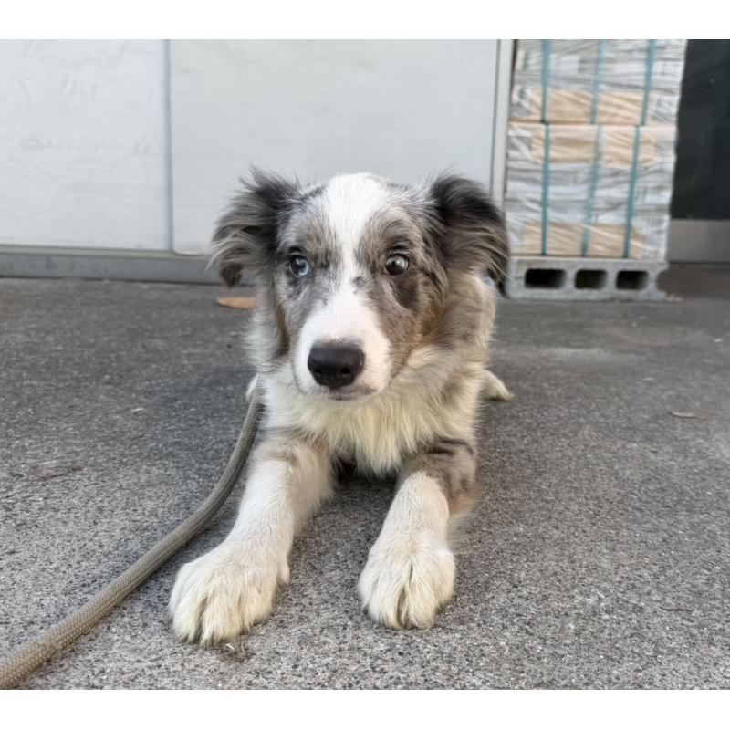 販売中の東京都のボーダーコリー-400964の3枚目