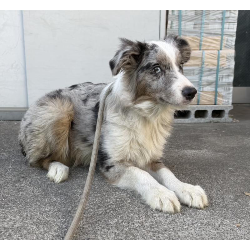 販売中の東京都のボーダーコリー-400964の2枚目