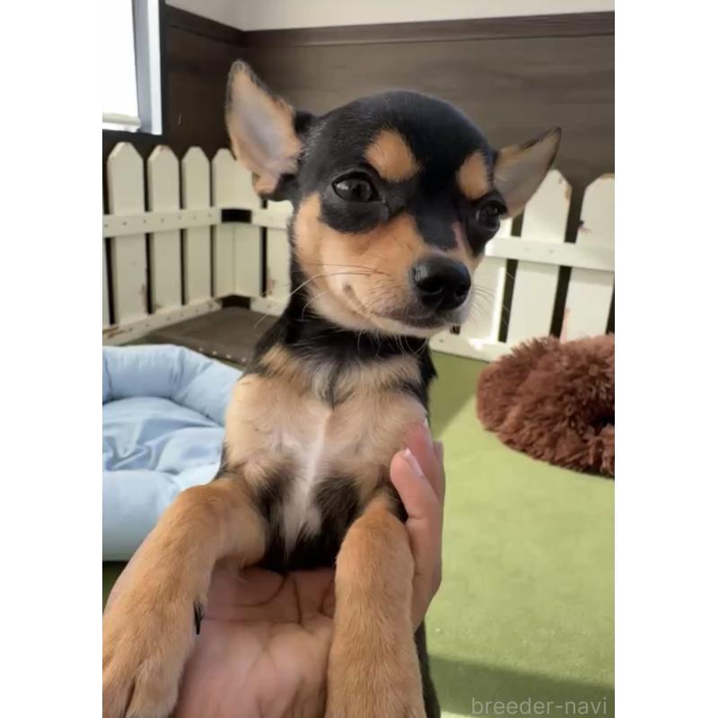 商談中の福岡県のチワワ(スムースコート)-419720の3枚目