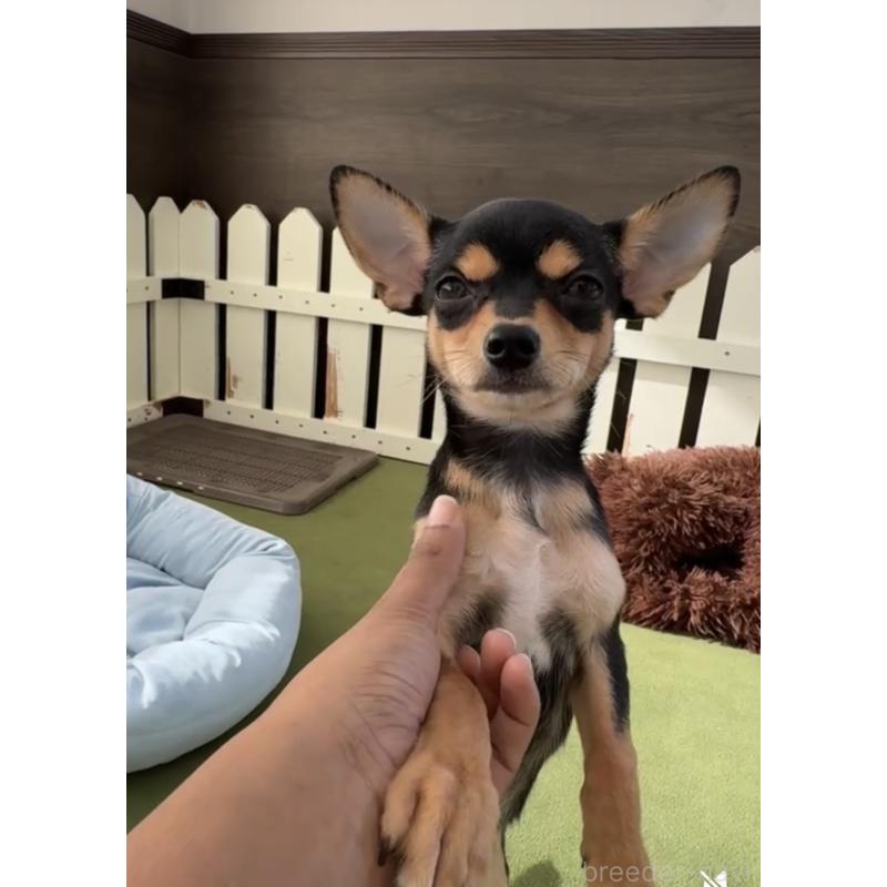 商談中の福岡県のチワワ(スムースコート)-419720の2枚目