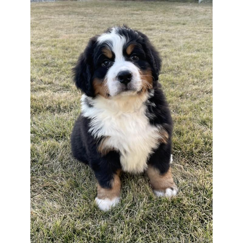 販売中の茨城県のバーニーズマウンテンドッグ-425295の24枚目