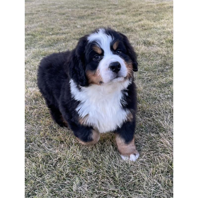 販売中の茨城県のバーニーズマウンテンドッグ-425295の23枚目