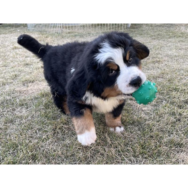 販売中の茨城県のバーニーズマウンテンドッグ-425295の22枚目