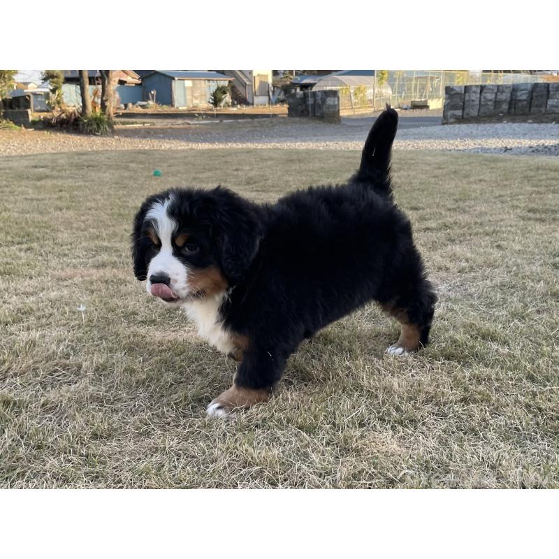 販売中の茨城県のバーニーズマウンテンドッグ-425295の21枚目