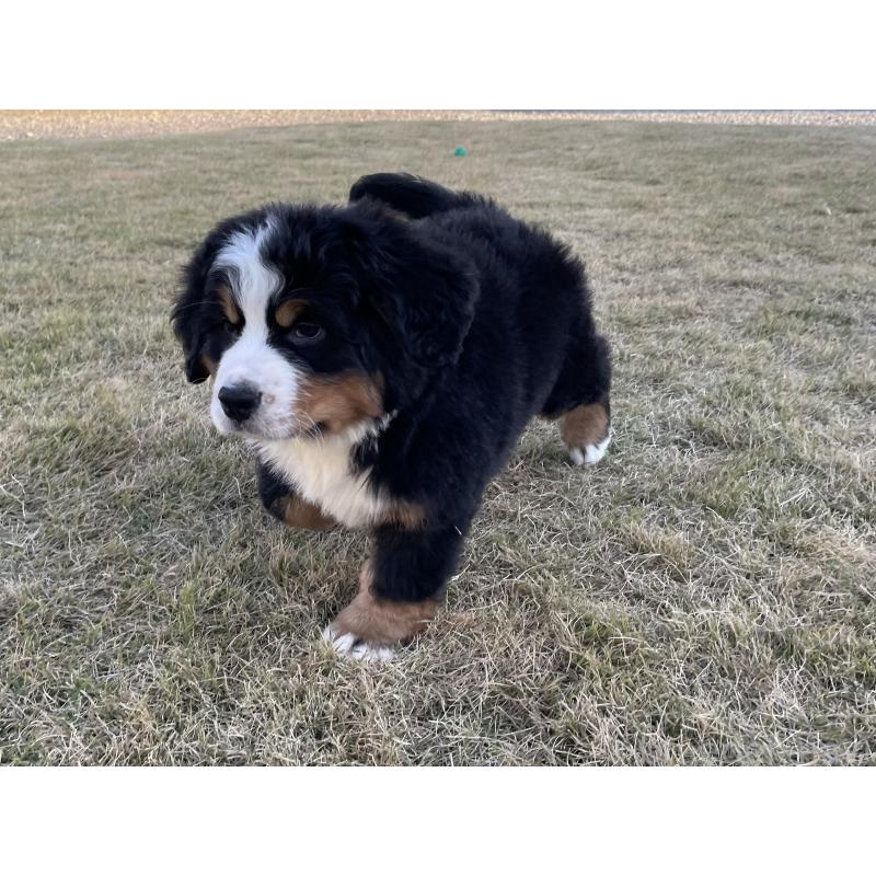 販売中の茨城県のバーニーズマウンテンドッグ-425295の20枚目