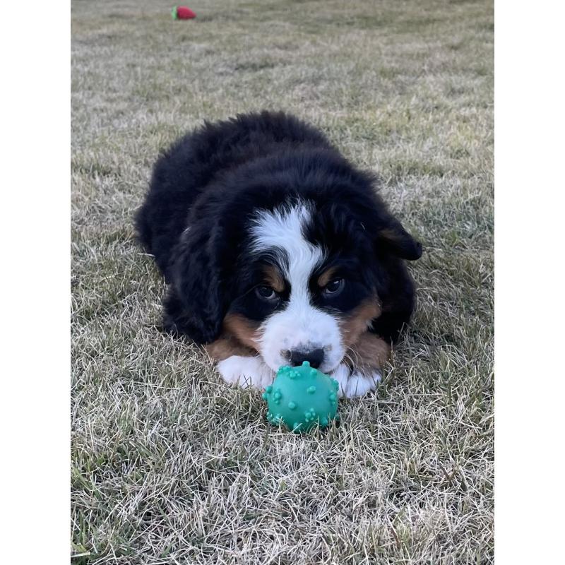 販売中の茨城県のバーニーズマウンテンドッグ-425295の19枚目