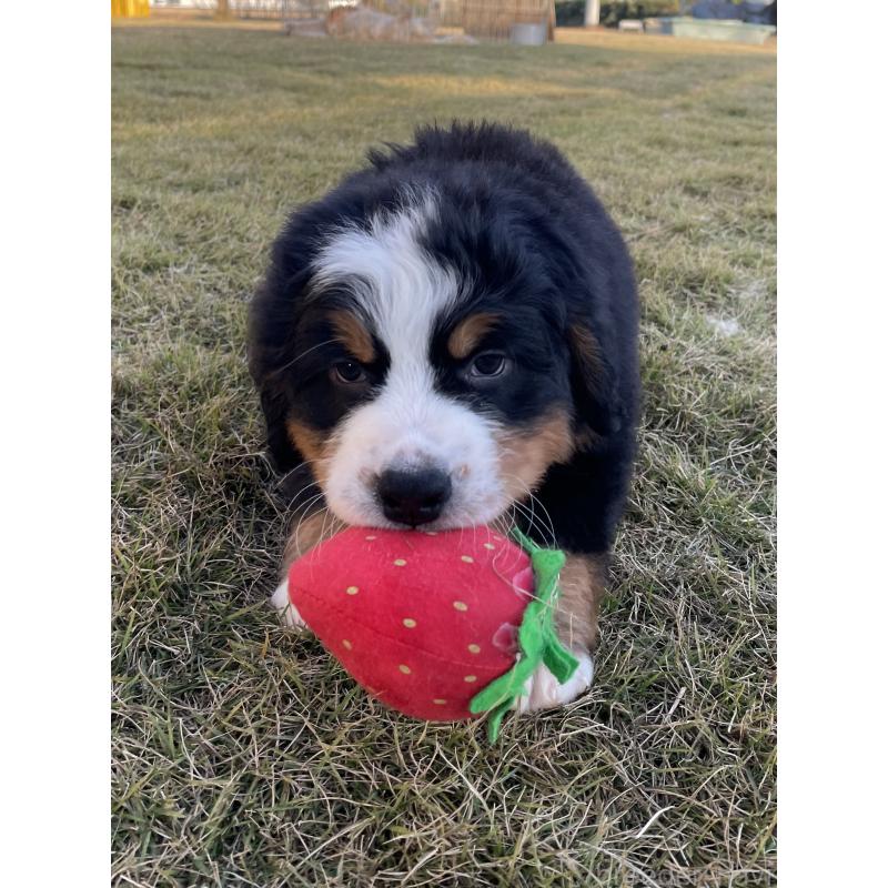 販売中の茨城県のバーニーズマウンテンドッグ-425295の18枚目