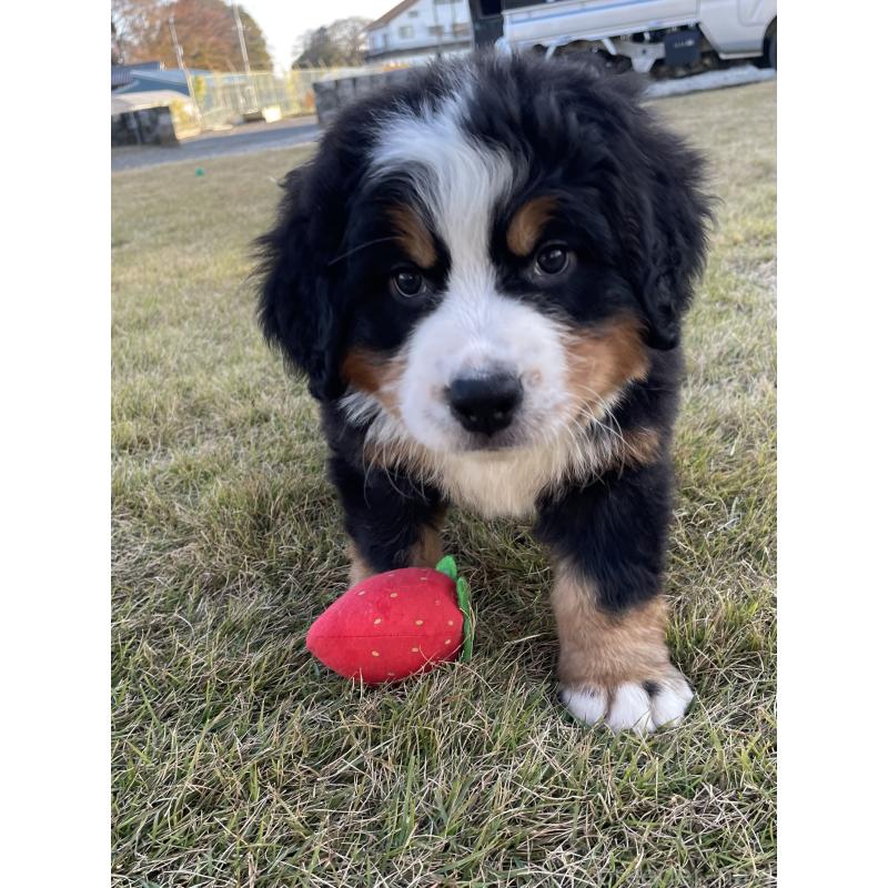 販売中の茨城県のバーニーズマウンテンドッグ-425295の17枚目