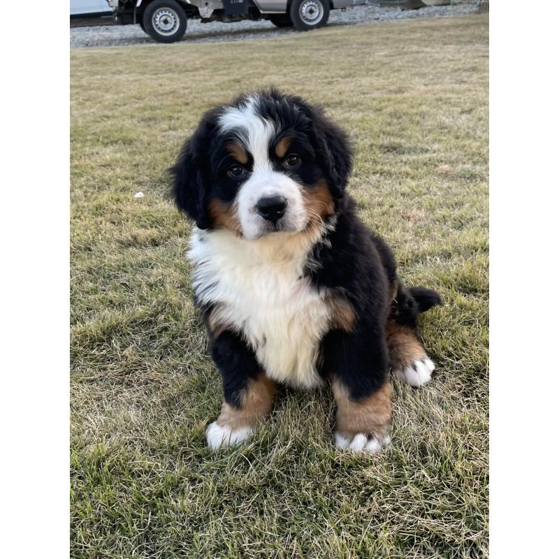 販売中の茨城県のバーニーズマウンテンドッグ-425295の16枚目