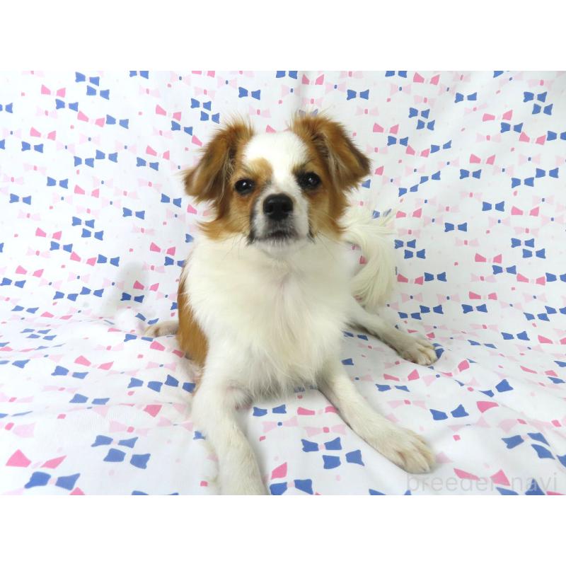 販売中の千葉県のパピヨン-389372の4枚目