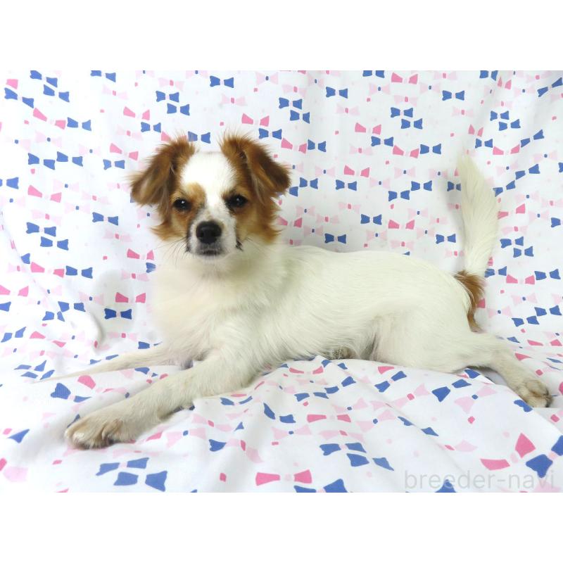 販売中の千葉県のパピヨン-389372の3枚目