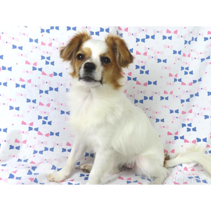 販売中の千葉県のパピヨン-389372の2枚目