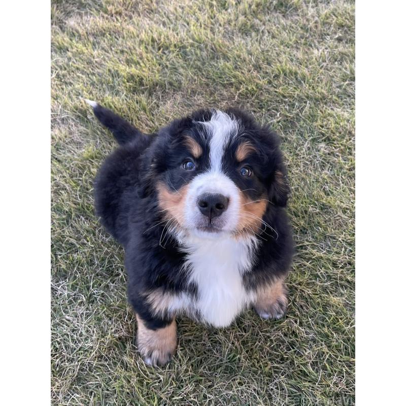 成約済の茨城県のバーニーズマウンテンドッグ-425294の5枚目