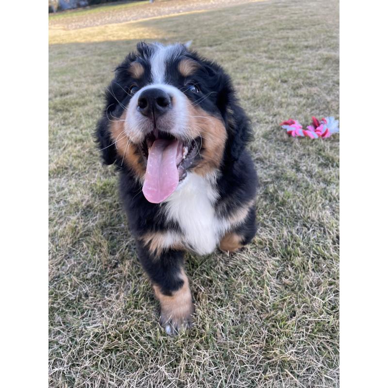 成約済の茨城県のバーニーズマウンテンドッグ-425294の4枚目