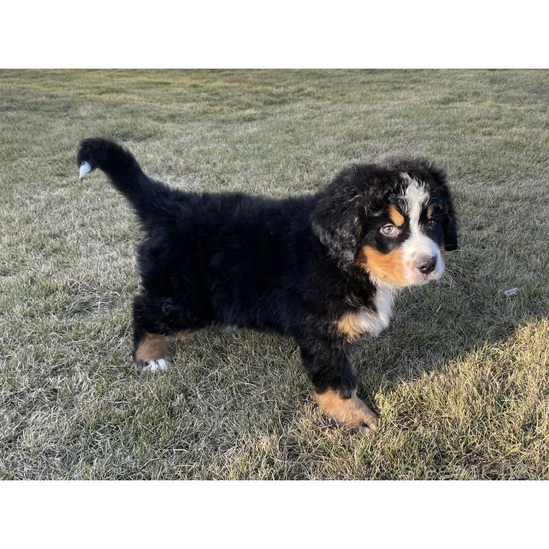 成約済の茨城県のバーニーズマウンテンドッグ-425294の2枚目