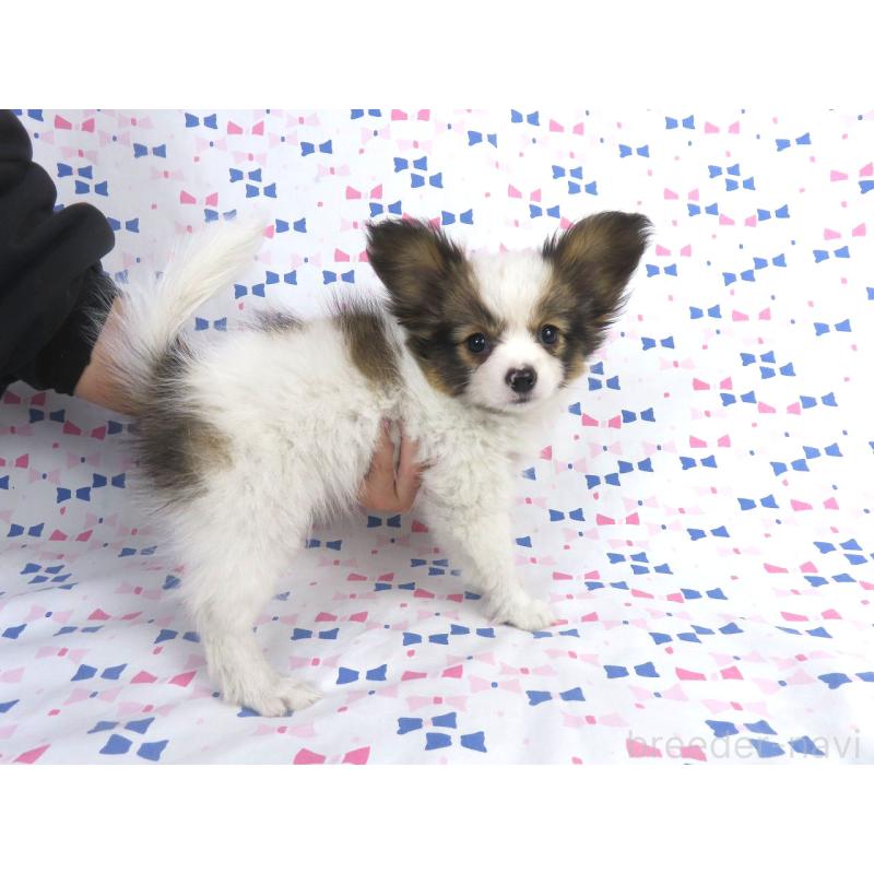 成約済の千葉県のパピヨン-419896の4枚目