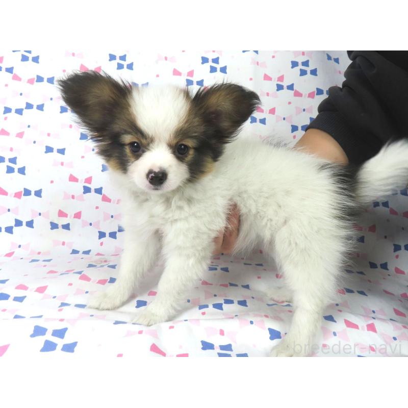 成約済の千葉県のパピヨン-419896の3枚目