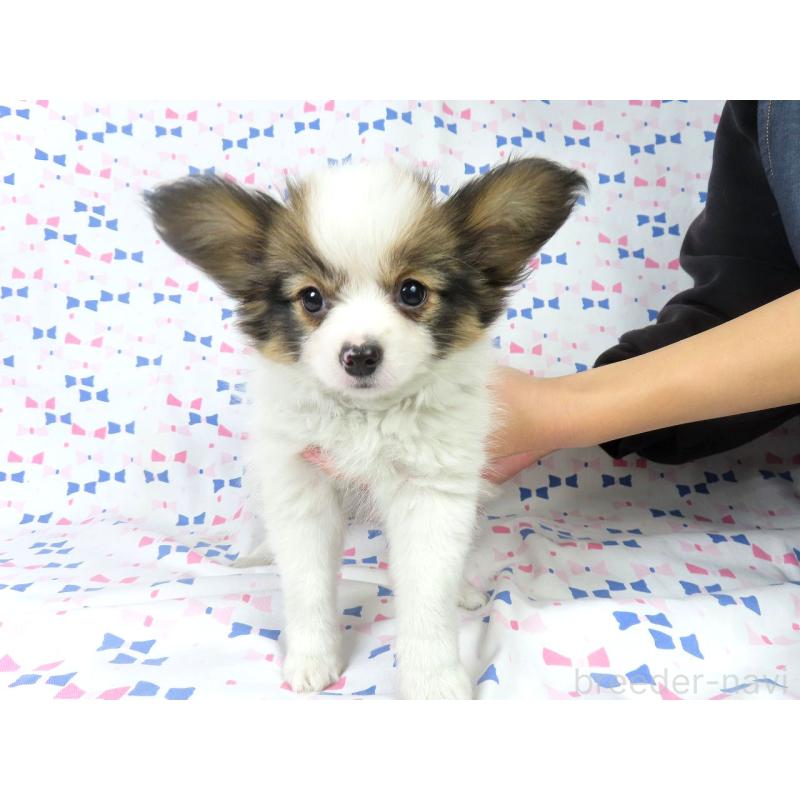 成約済の千葉県のパピヨン-419896の2枚目