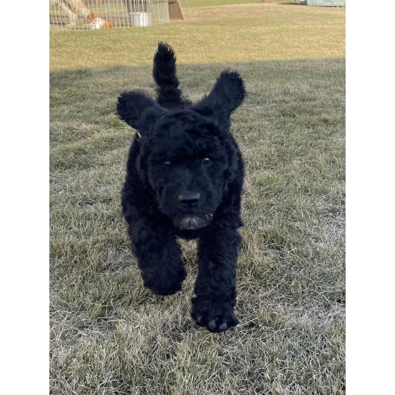 販売中の茨城県のスタンダードプードル-426748の24枚目