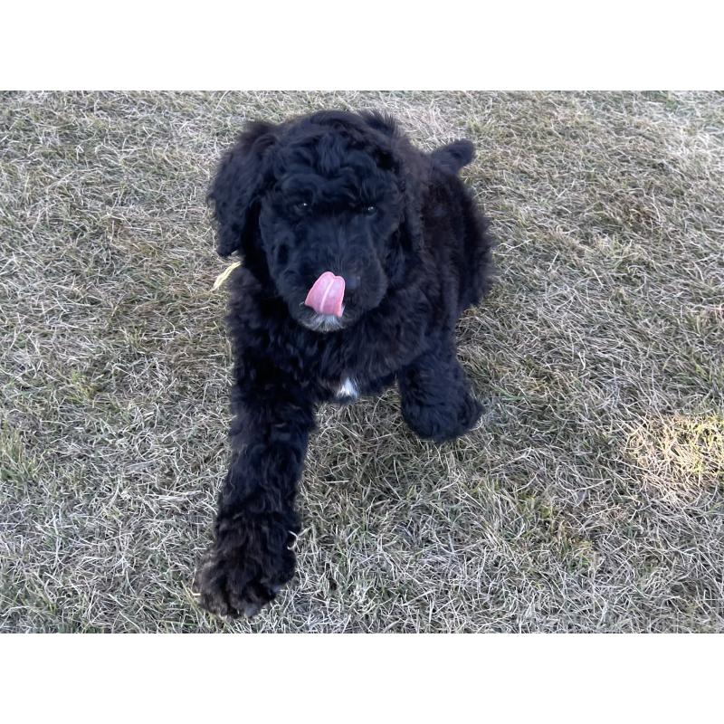 販売中の茨城県のスタンダードプードル-426748の23枚目