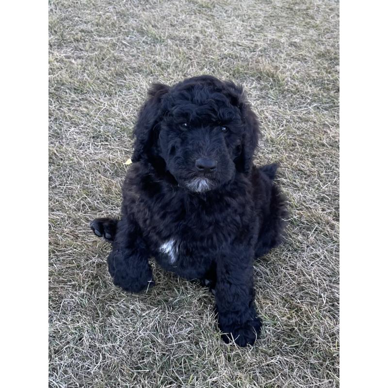 販売中の茨城県のスタンダードプードル-426748の22枚目