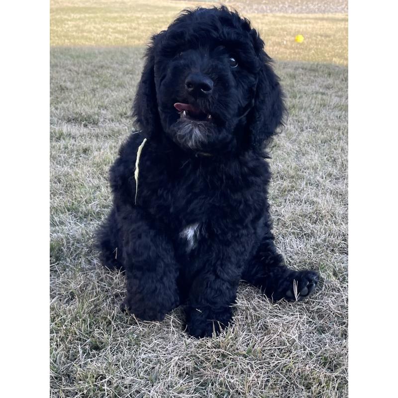 販売中の茨城県のスタンダードプードル-426748の21枚目