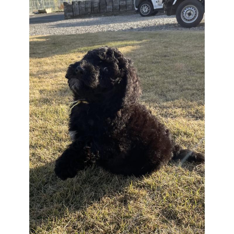 販売中の茨城県のスタンダードプードル-426748の20枚目