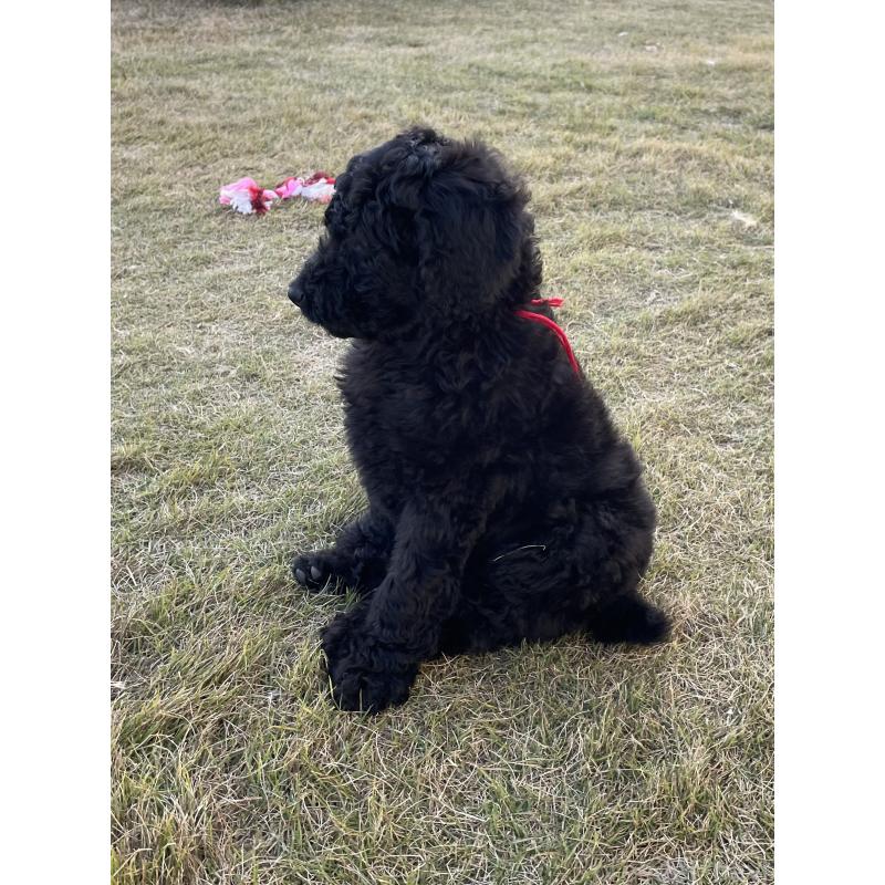 成約済の茨城県のスタンダードプードル-426747の5枚目