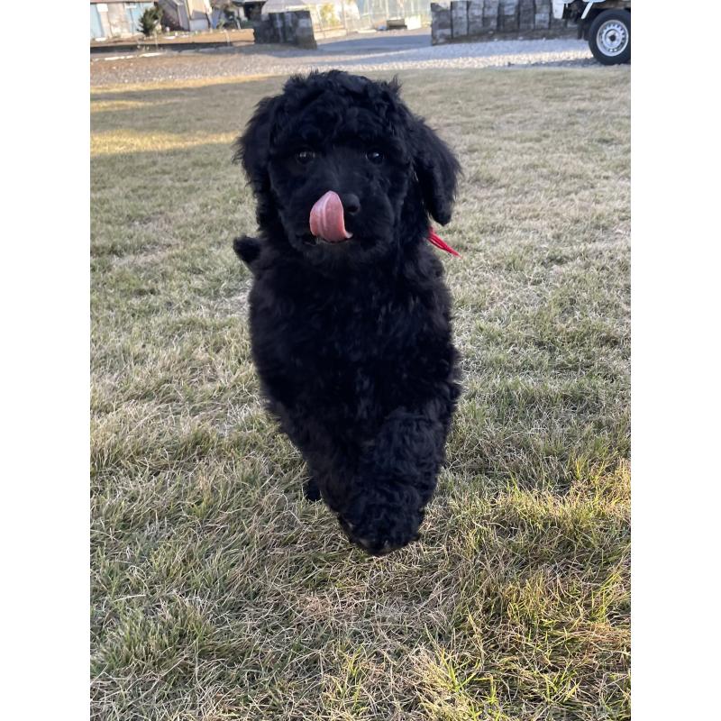 成約済の茨城県のスタンダードプードル-426747の4枚目