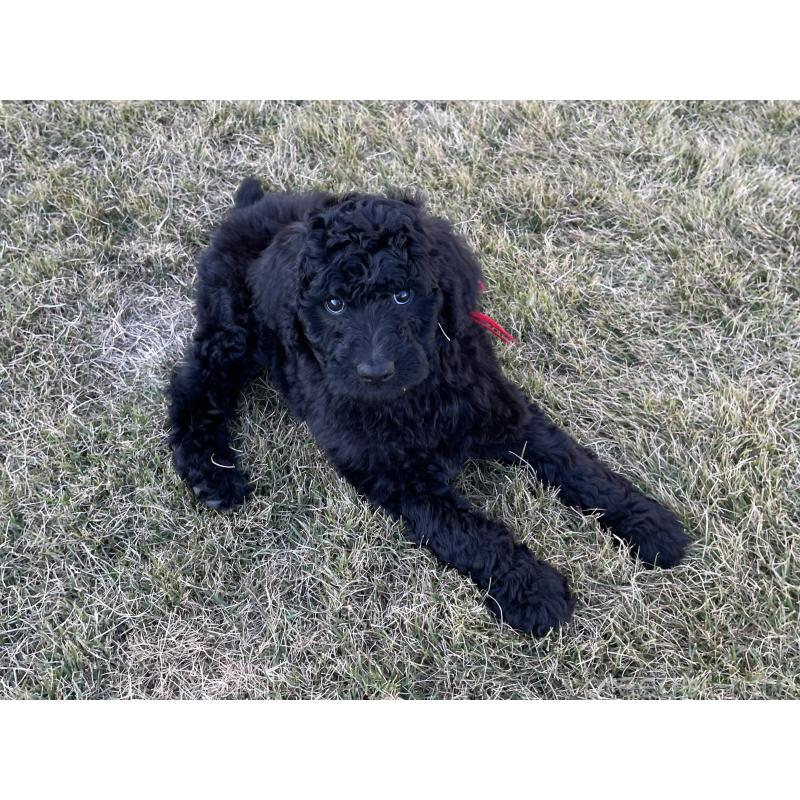 成約済の茨城県のスタンダードプードル-426747の3枚目