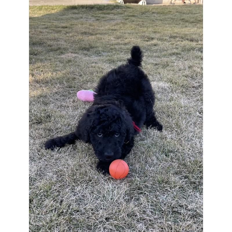 成約済の茨城県のスタンダードプードル-426747の2枚目