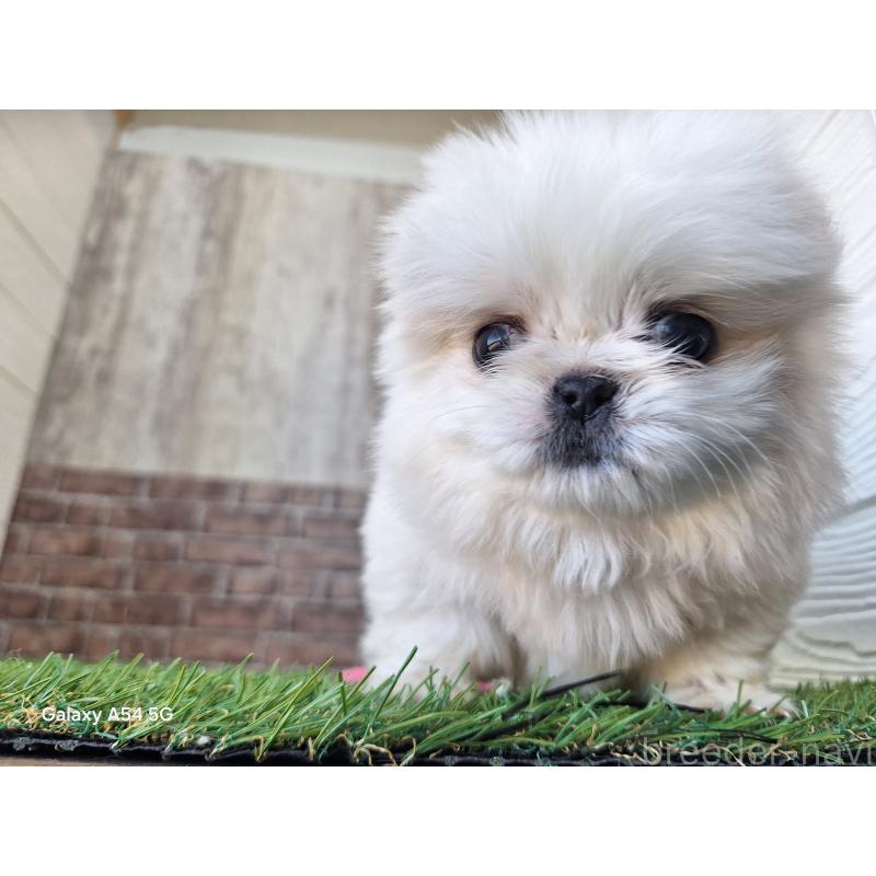 販売中の三重県のペキニーズ-429646の5枚目