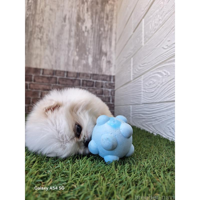 販売中の三重県のペキニーズ-429646の4枚目