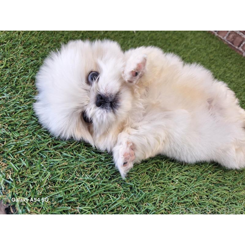 販売中の三重県のペキニーズ-429646の3枚目