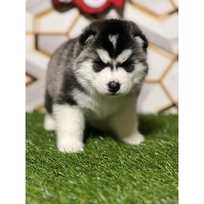 成約済の静岡県のシベリアンハスキー-426756の12枚目