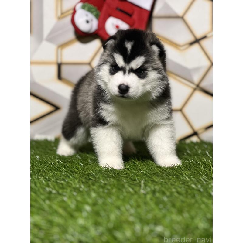 成約済の静岡県のシベリアンハスキー-426756の11枚目