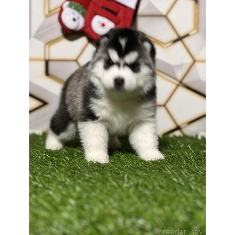 成約済の静岡県のシベリアンハスキー-426756の9枚目